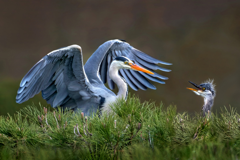 Heron with chick von Xavier Ortega