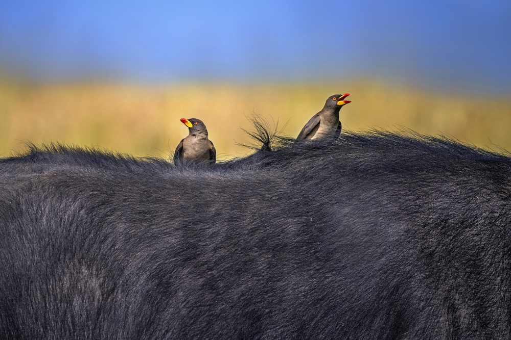 Red-billed Oxpeckers in buffalo von Xavier Ortega