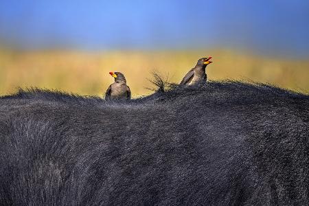 Red-billed Oxpeckers in buffalo