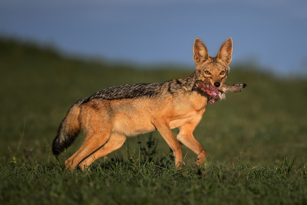 Black-backed jackal with kill von Xavier Ortega