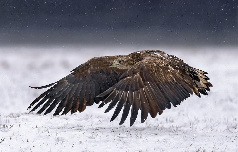 White-Tailed Eagle take off von Xavier Ortega