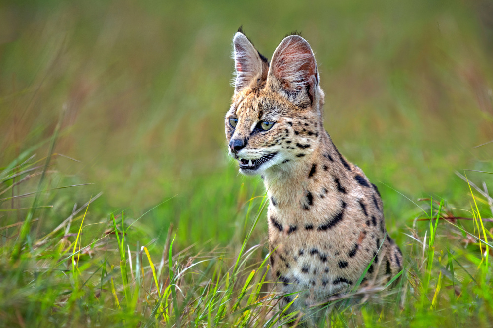 Serval Close Up von Xavier Ortega