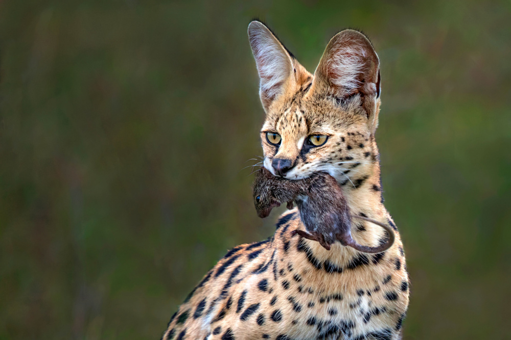 Serval with prey von Xavier Ortega