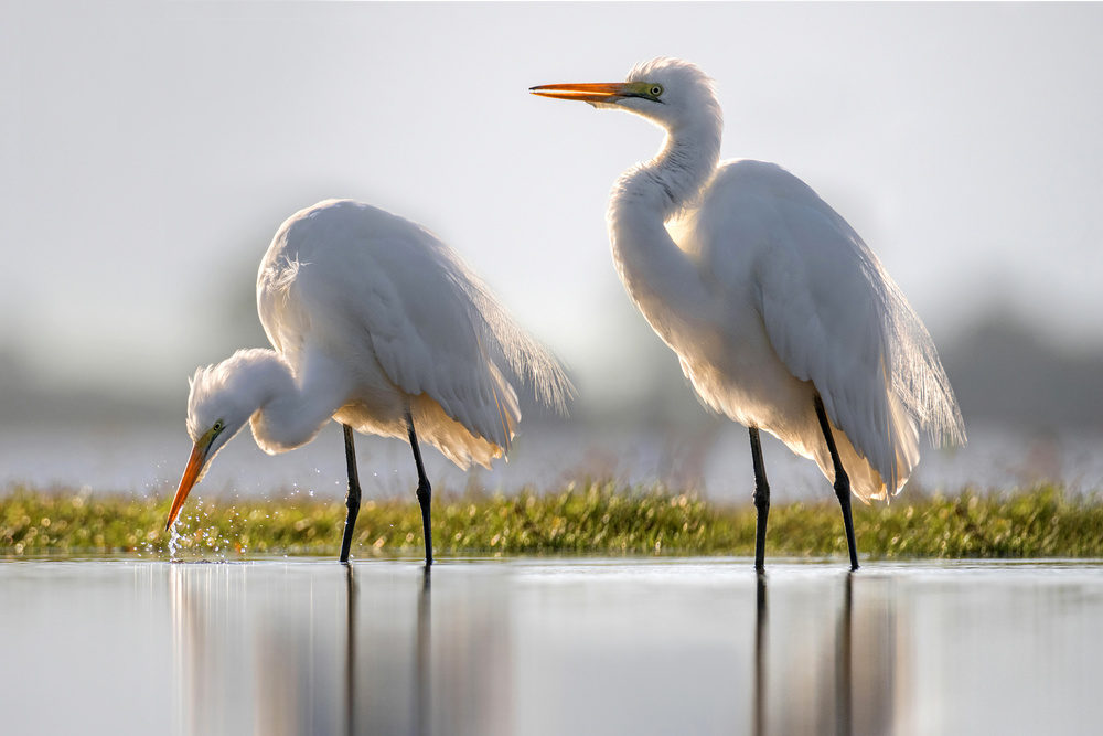 Great egret fishing von Xavier Ortega