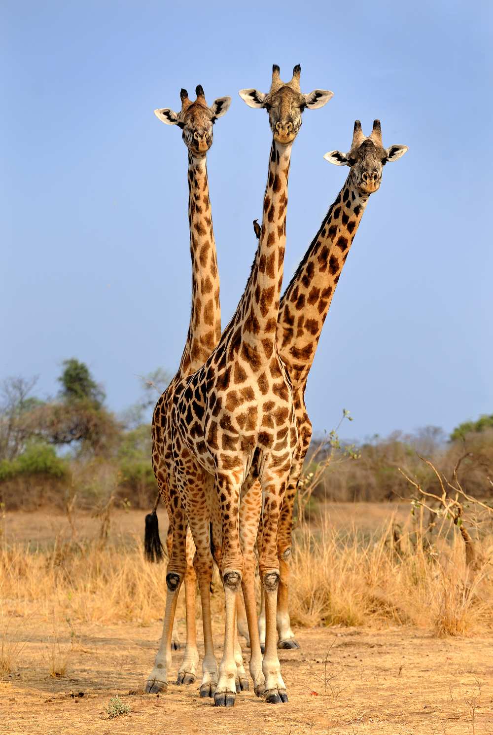 Three Headed Giraffe von Xavier Ortega