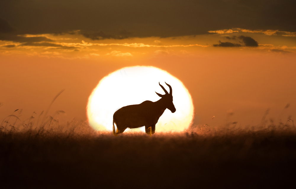 Topi at sunrise von Xavier Ortega