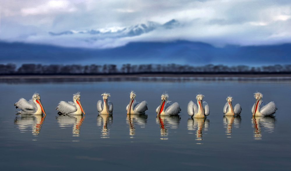 Dalmatian pelicans meeting von Xavier Ortega