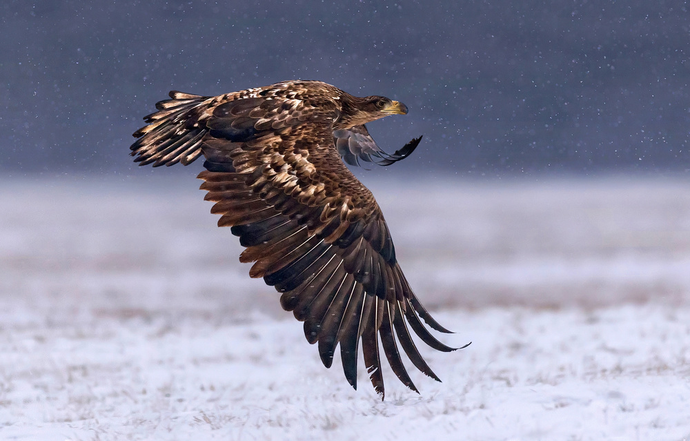 Flying under the snow von Xavier Ortega