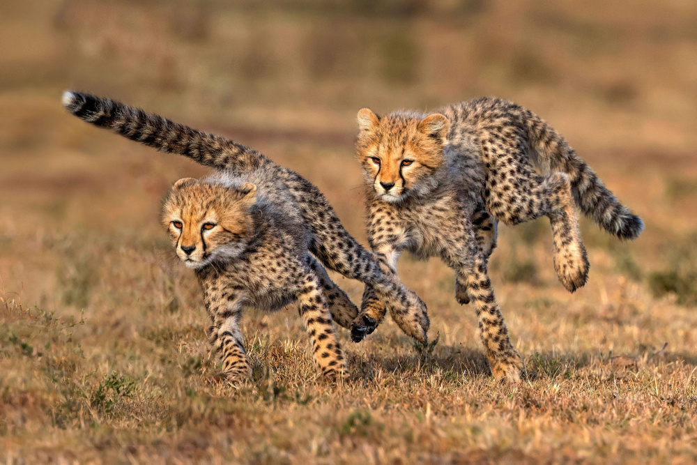 Playful cheetah cubs von Xavier Ortega