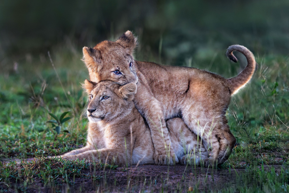 Playful lion cubs von Xavier Ortega