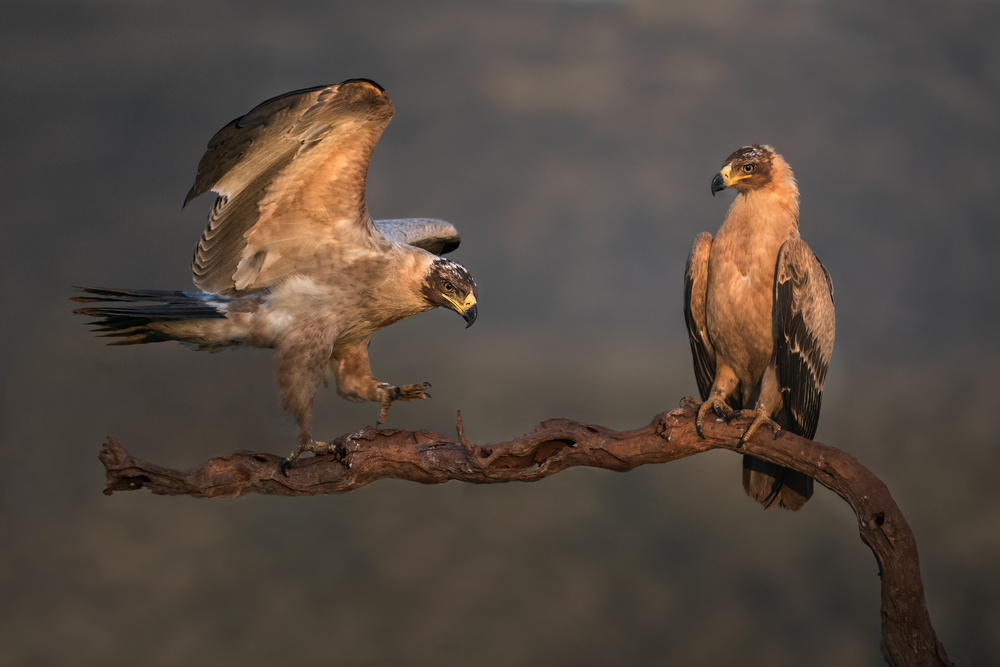 Tawny eagles von Xavier Ortega