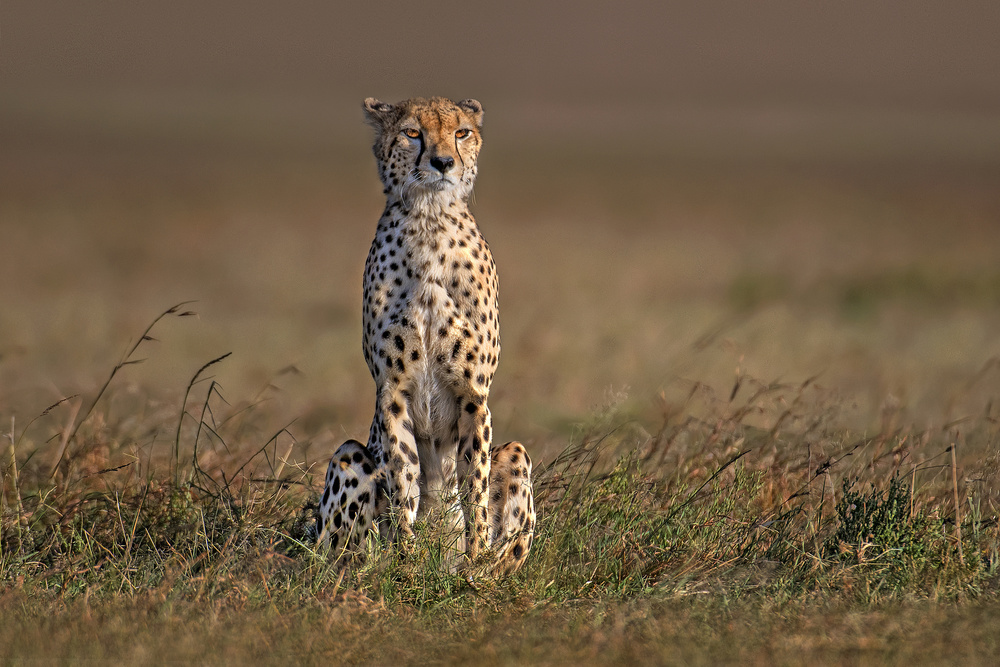 Waiting for prey von Xavier Ortega