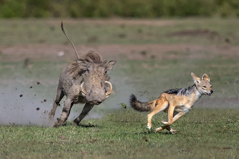 Warthog vs jackal von Xavier Ortega