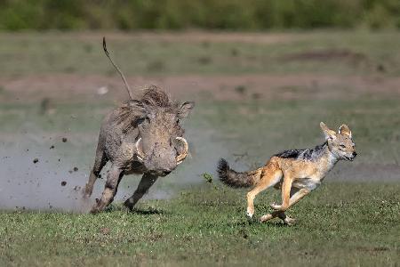 Warthog vs jackal