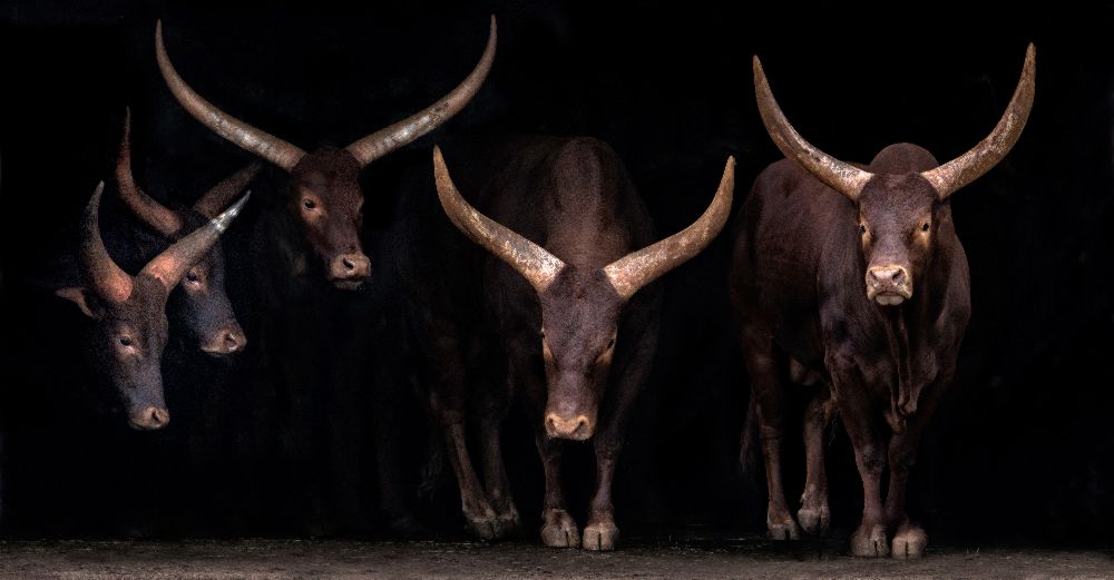 Watusi Familie von Xavier Ortega