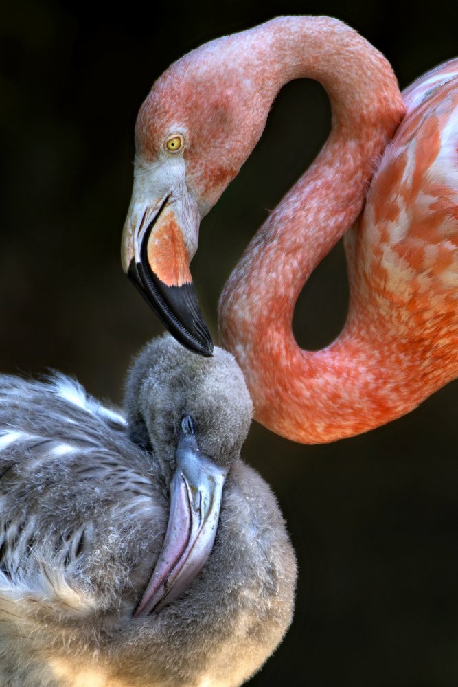 Tender moment von Xavier Ortega