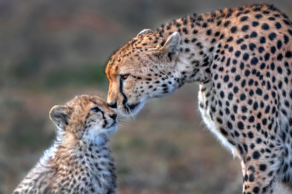 Tender moment von Xavier Ortega