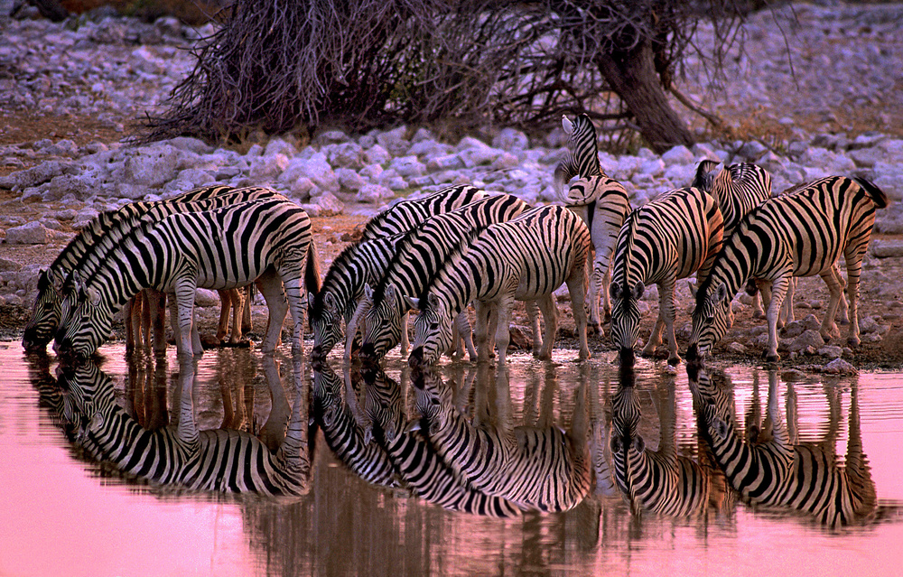 Zebras at waterhole von Xavier Ortega