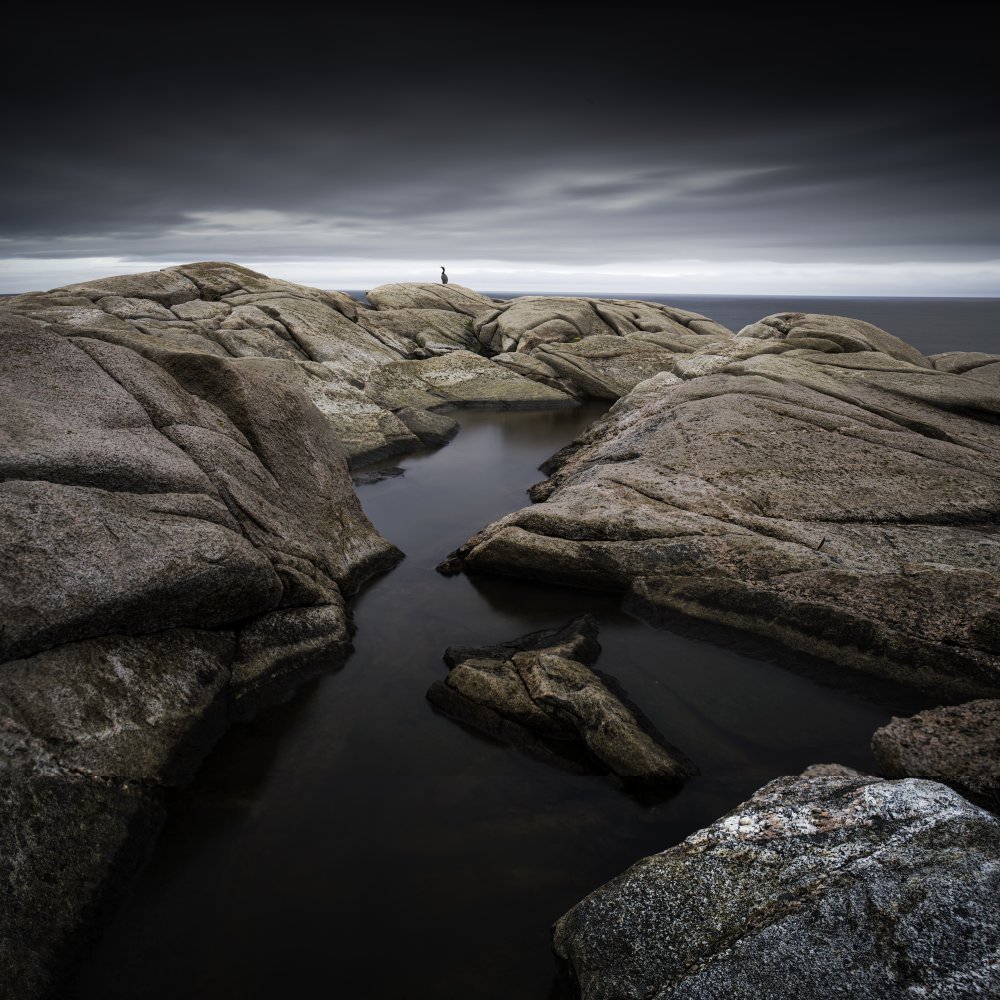 The Rocks And The Bird von Xiang Wei