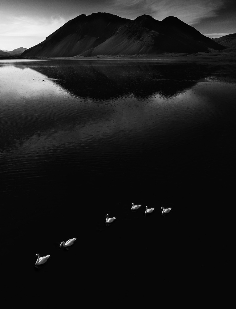 THE SWANS ON THE SEA von Xiang Wei