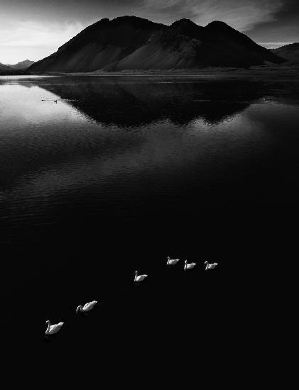 THE SWANS ON THE SEA