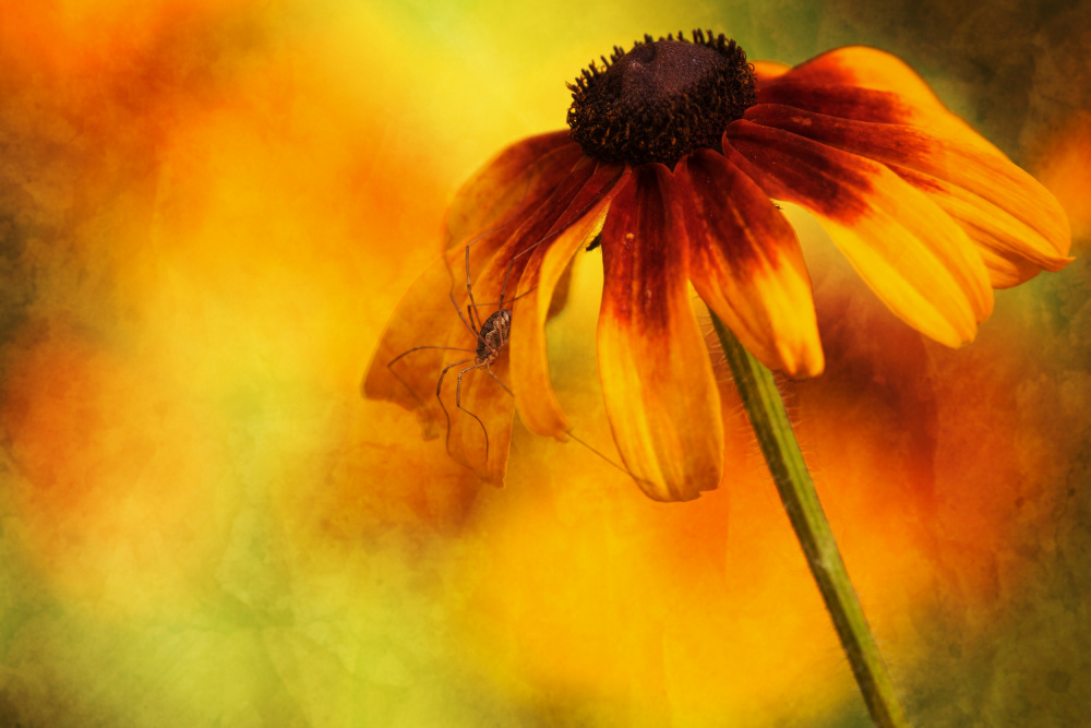 Flower von Xiang yang Cui