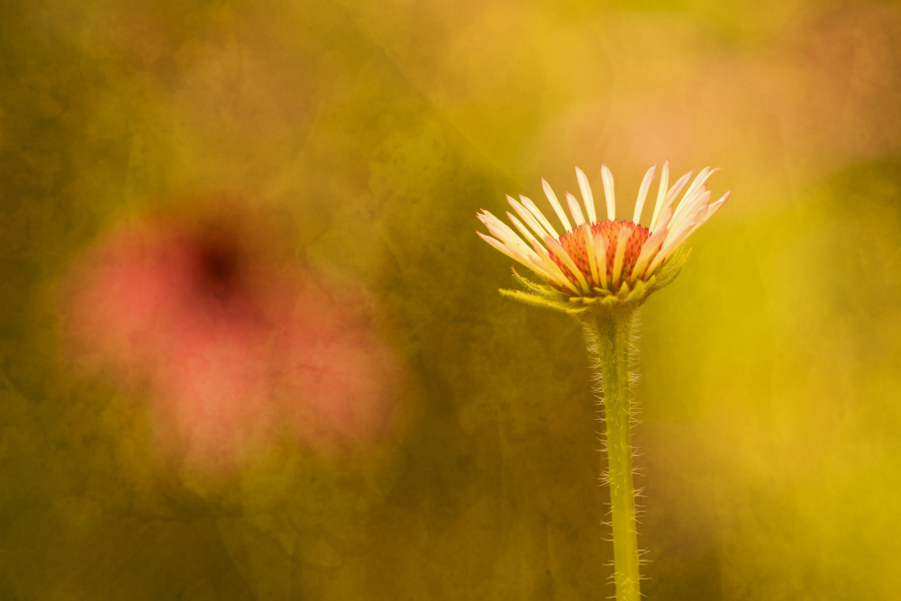 Flower von Xiang yang Cui