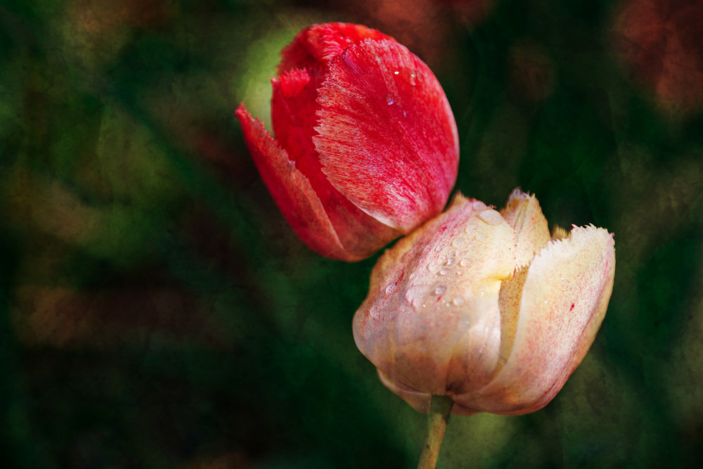 Tulips von Xiang yang Cui