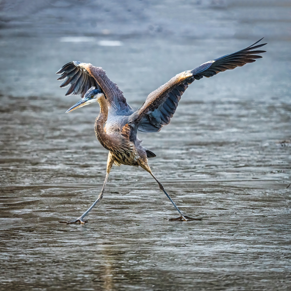 On the Ice von Xiao Cai