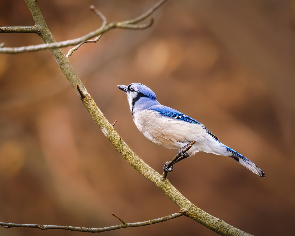 Blue Jay von Xiao Cai