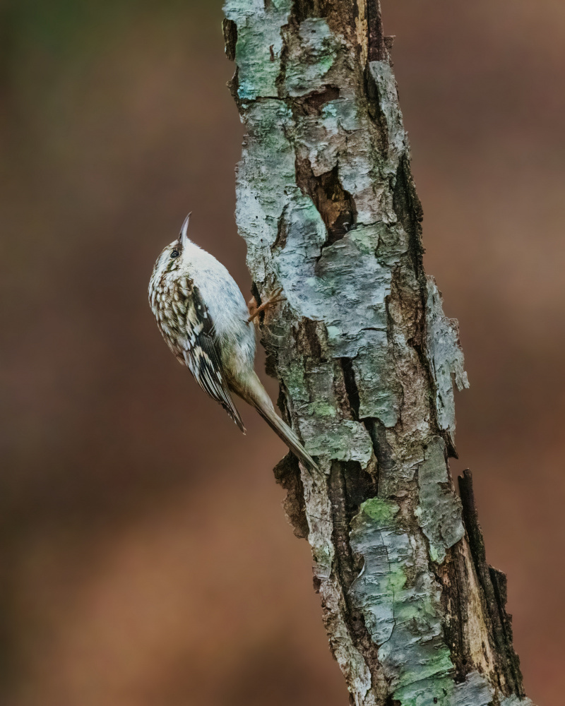 Brown Creeper von Xiao Cai