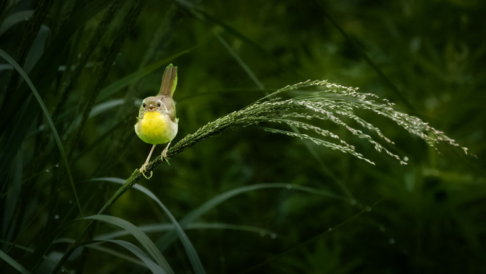 A Little Yellow in the Morning of Green Field von Xiao Cai