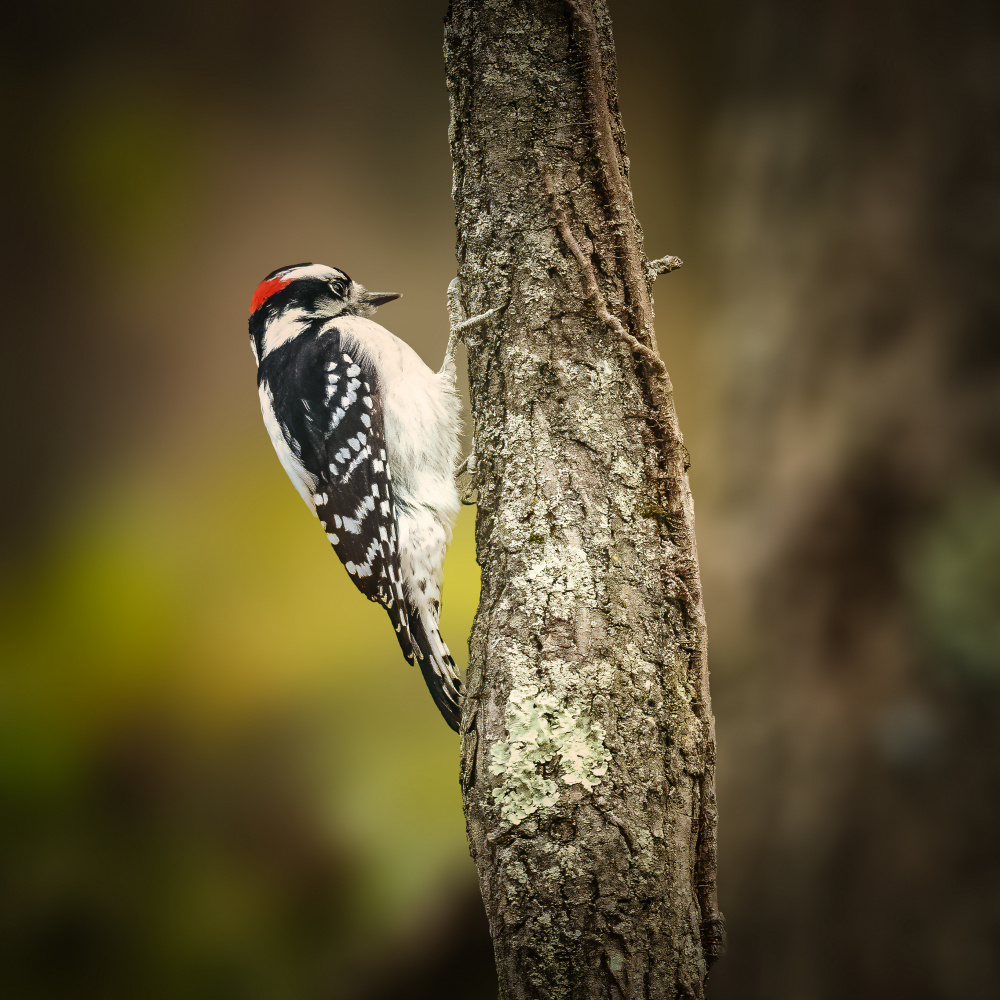 Downy Woodpecker Juvenile von Xiao Cai