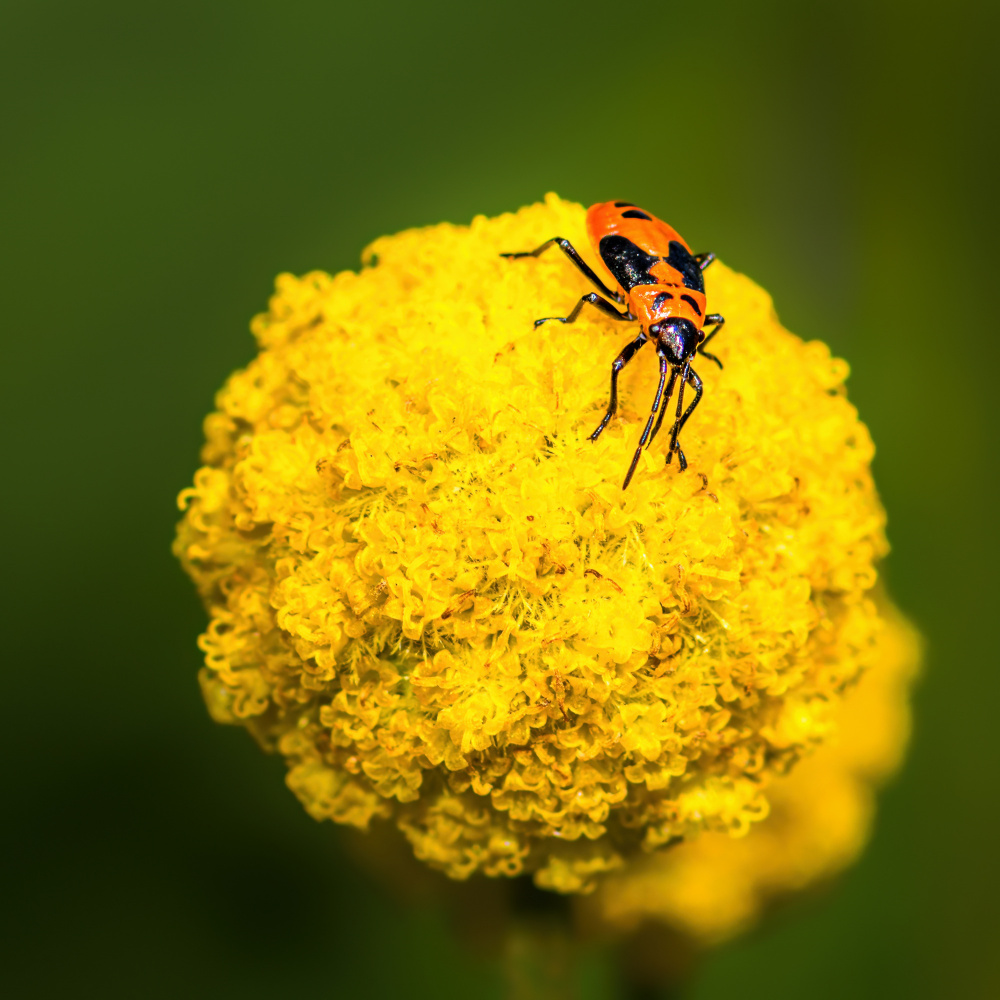 Insect von Xiao Cai