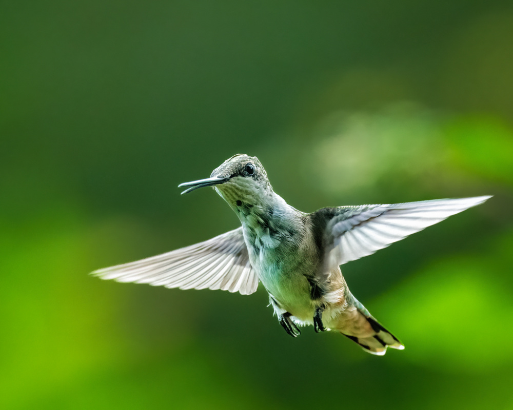 Hummingbird von Xiao Cai