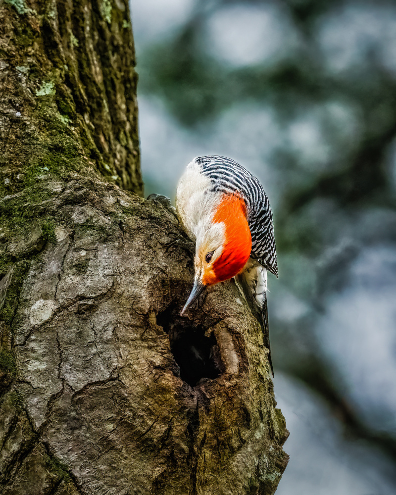 Curious Fellow von Xiao Cai