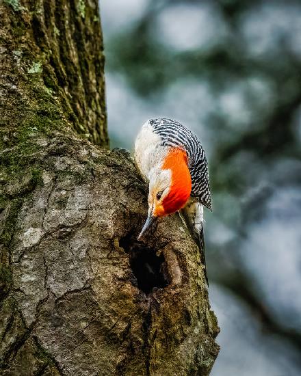 Curious Fellow