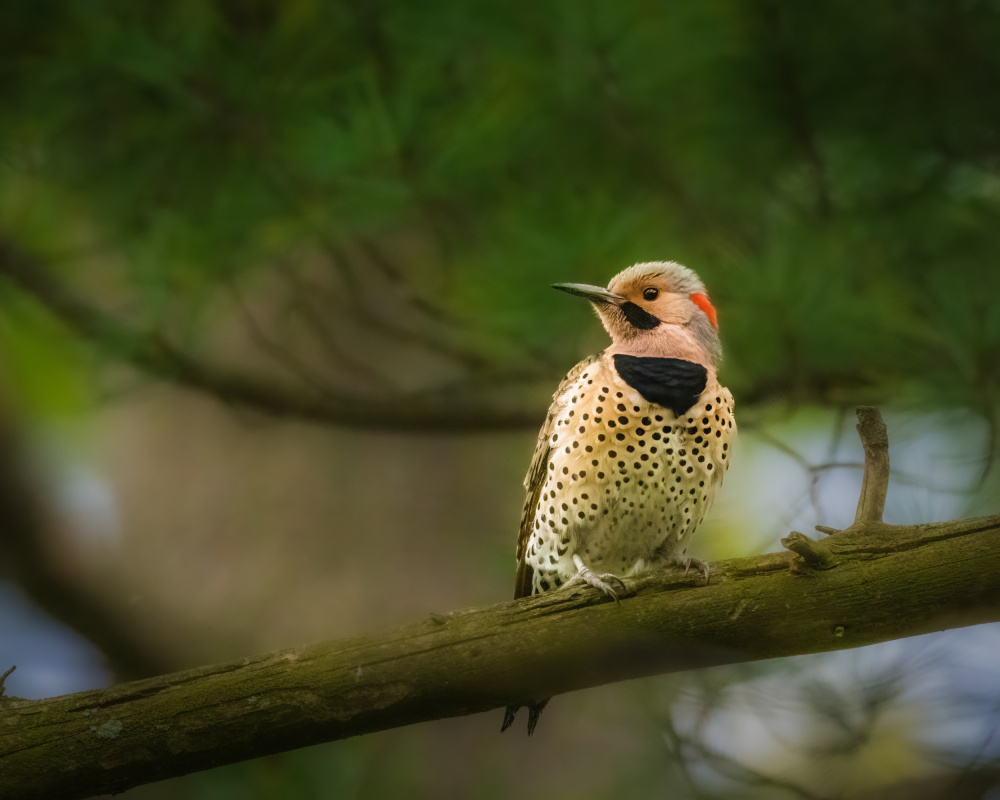 Northern Flicker von Xiao Cai