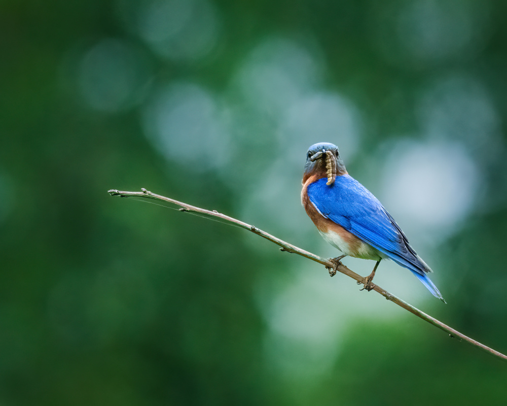 Eastern Bluebird von Xiao Cai