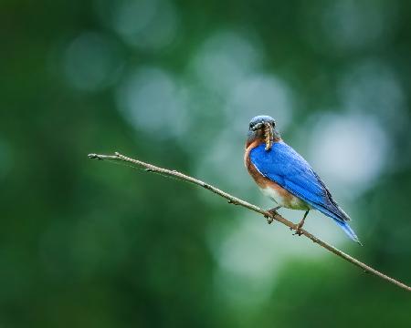 Eastern Bluebird