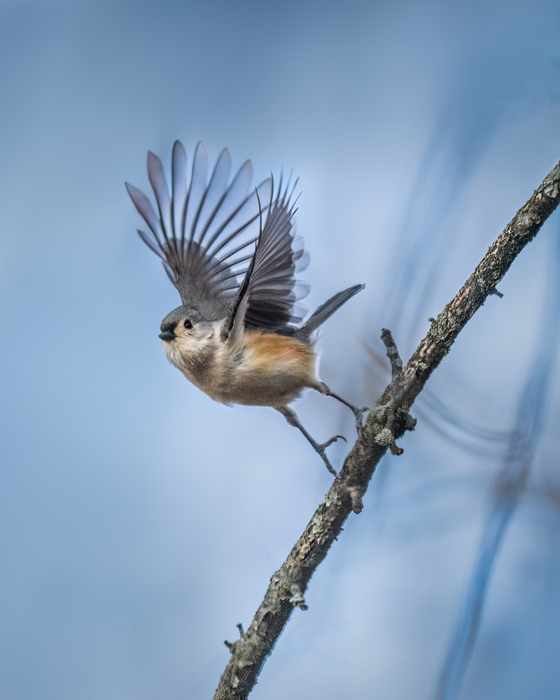 Bird - Tufted Titmouse von Xiao Cai