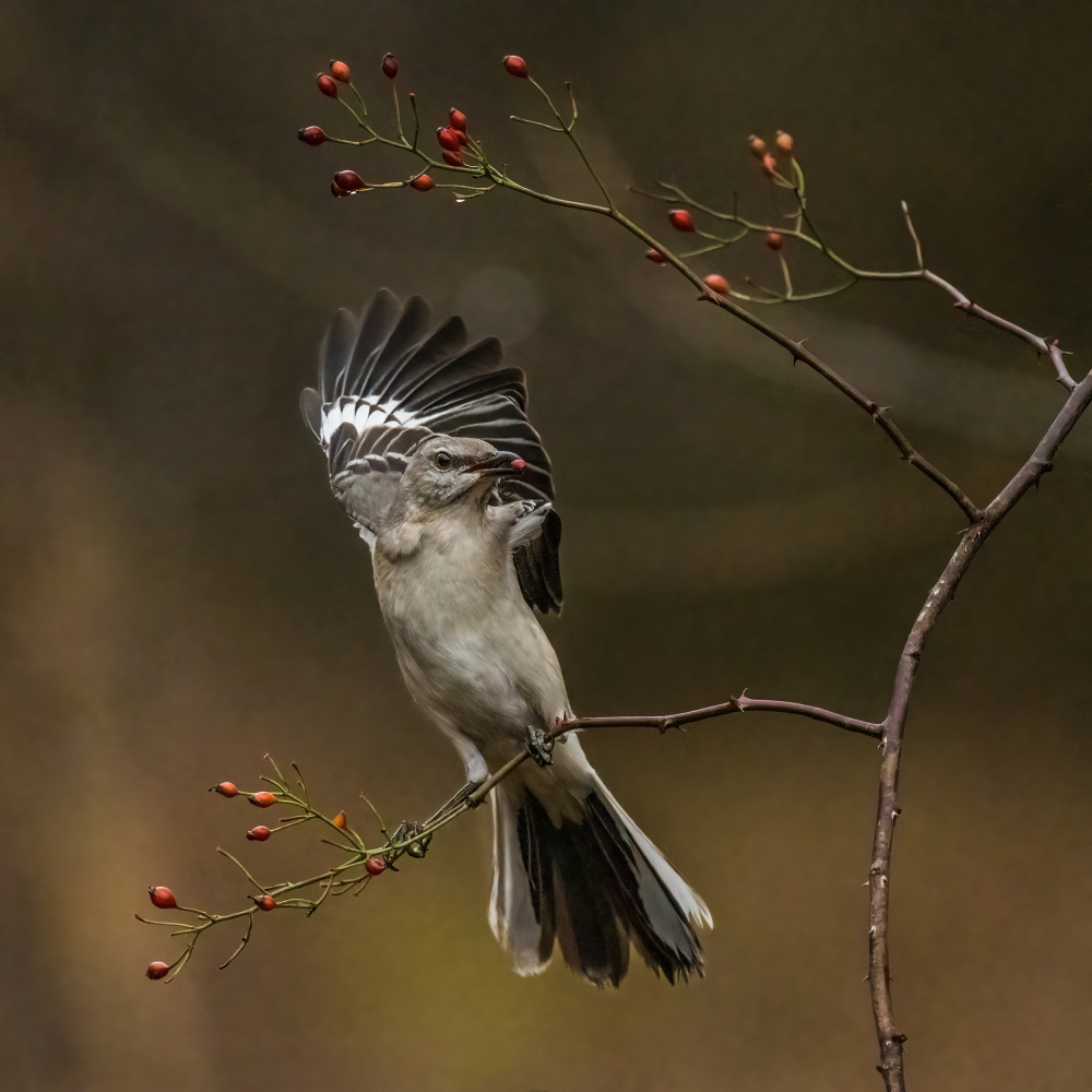 Bird - Northern Mockingbird von Xiao Cai