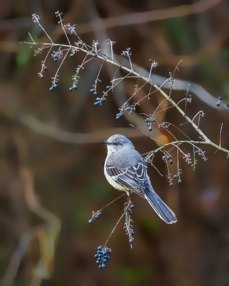 Bird - Northern Mockingbird von Xiao Cai