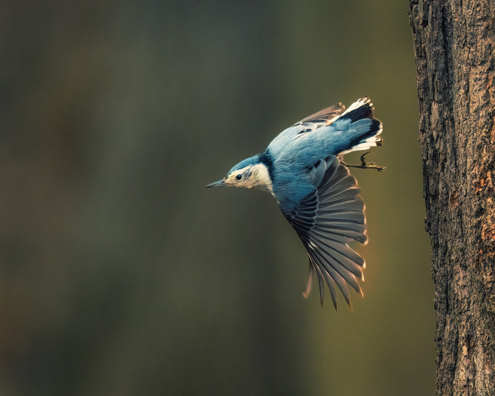 Bird - White Breasted Nuthatch von Xiao Cai