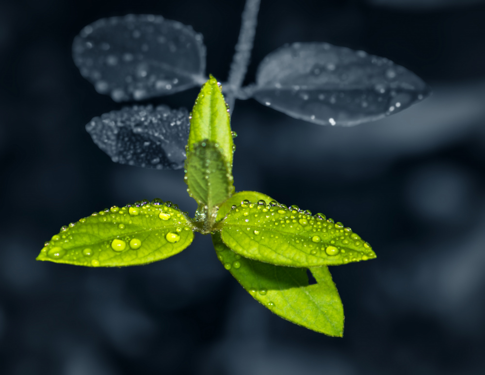 Water Drops on Green Leaves von Xiao Cai