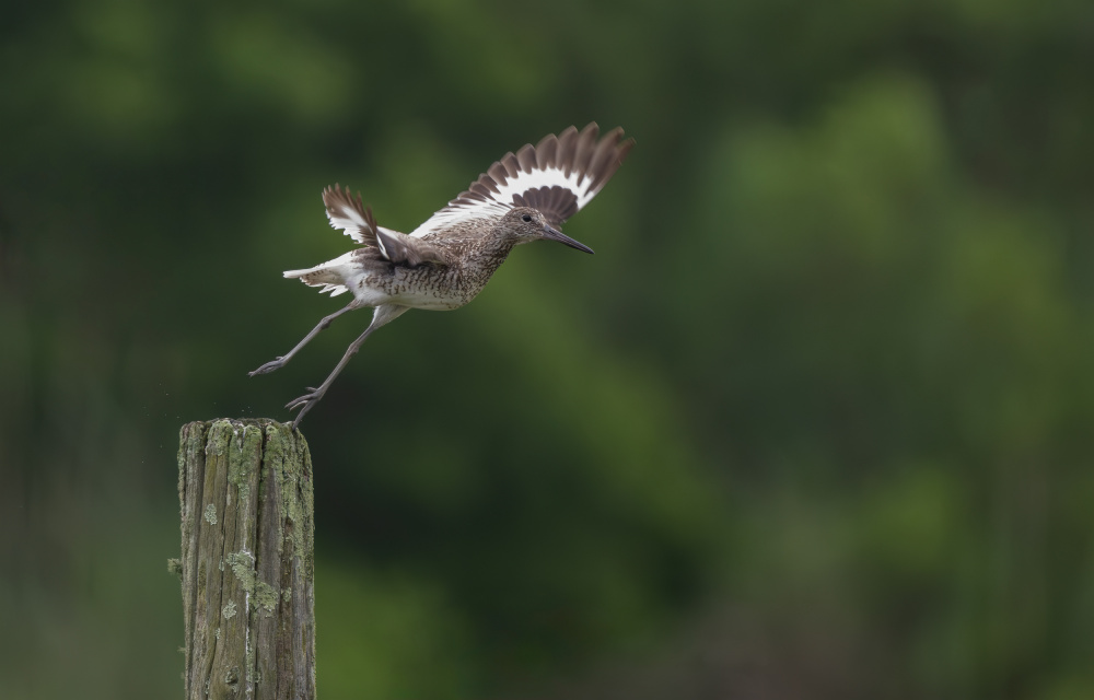 Taking Off von Xiaobing Tian