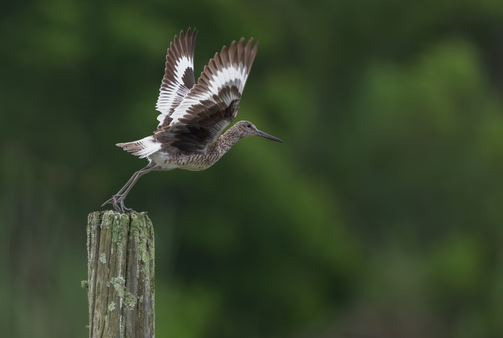 Taking off #2 von Xiaobing Tian