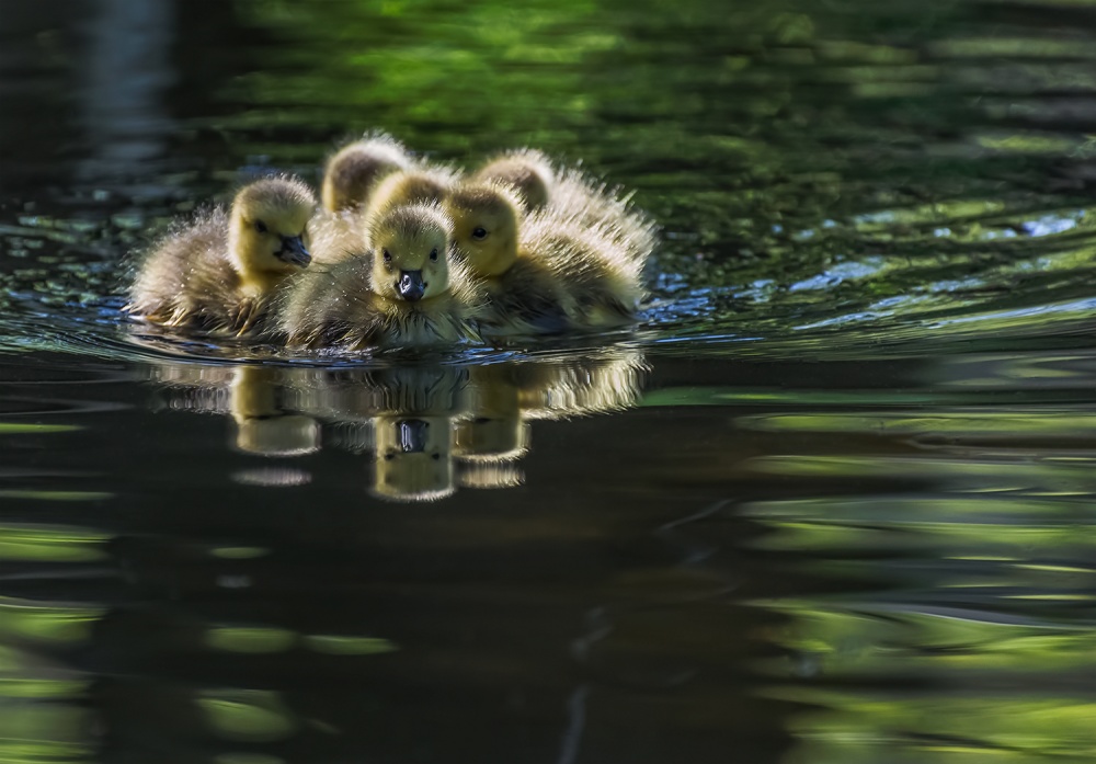 Cute Baby Canada Geese von Xiaobing Tian