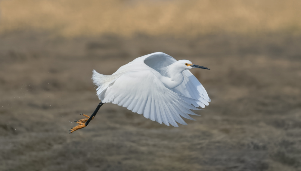 Snowy Egret von Xiaobing Tian