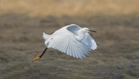 Snowy Egret